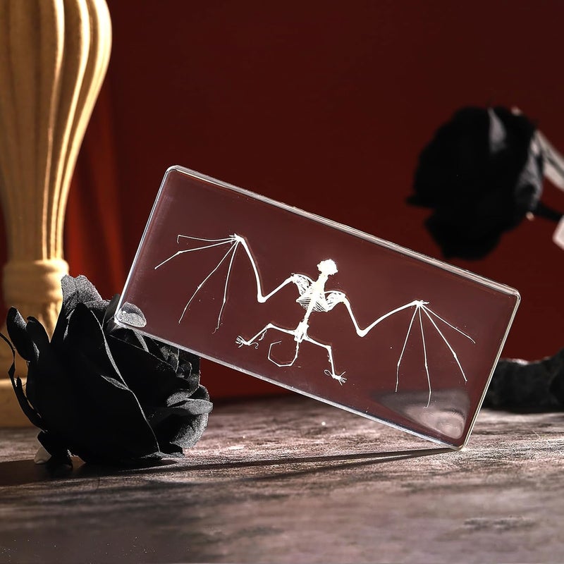Pokiphip Store Real Bat Skeleton Specimen in Resin for Science Classroom Science Education Great Gift for Fans of Taxidermy, Animal Skull, Biology, Oddities(5.5x2.5x0.7 Inch) - Image 4